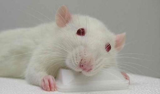К чему снятся белые мыши маленькие много